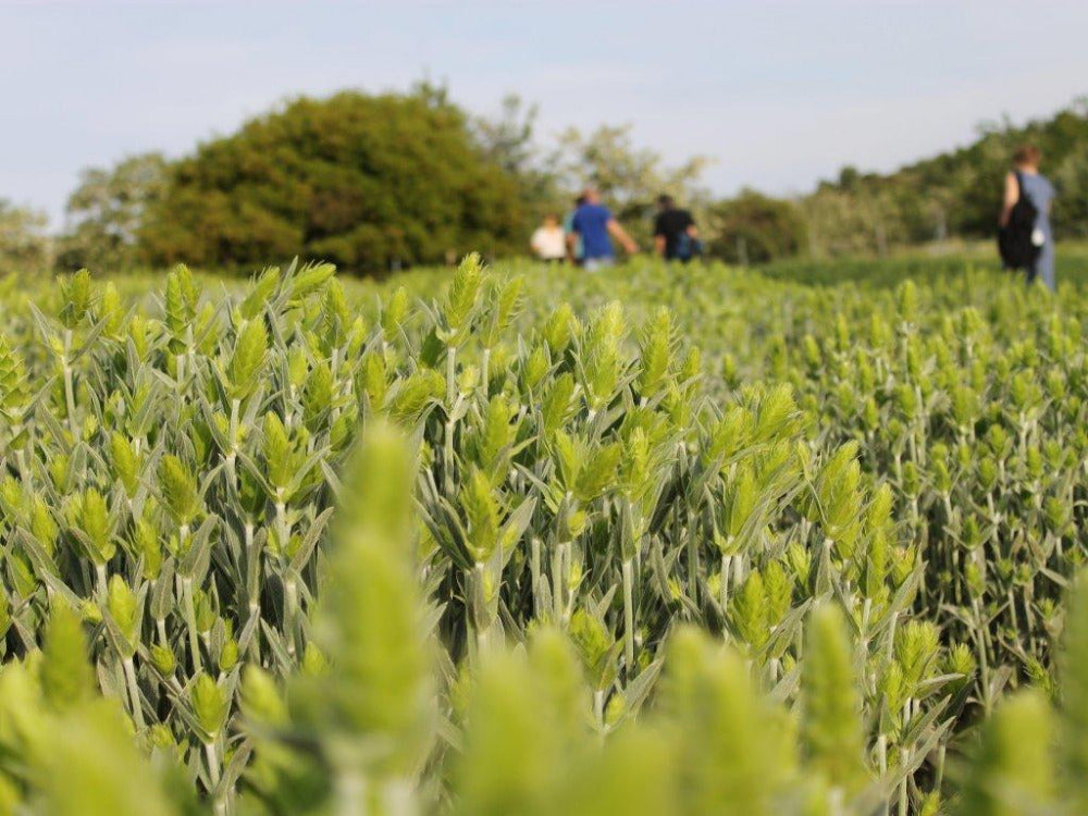 
                  
                    Aroma Olymp Feld mit frischem Griechischen Bergtee am Olymp
                  
                
