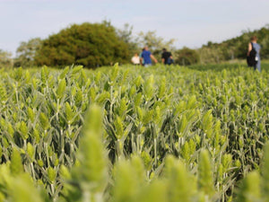 
                  
                    Aroma Olymp Feld mit frischem Griechischen Bergtee am Olymp
                  
                